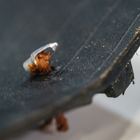 Clever Standard - Plug kit