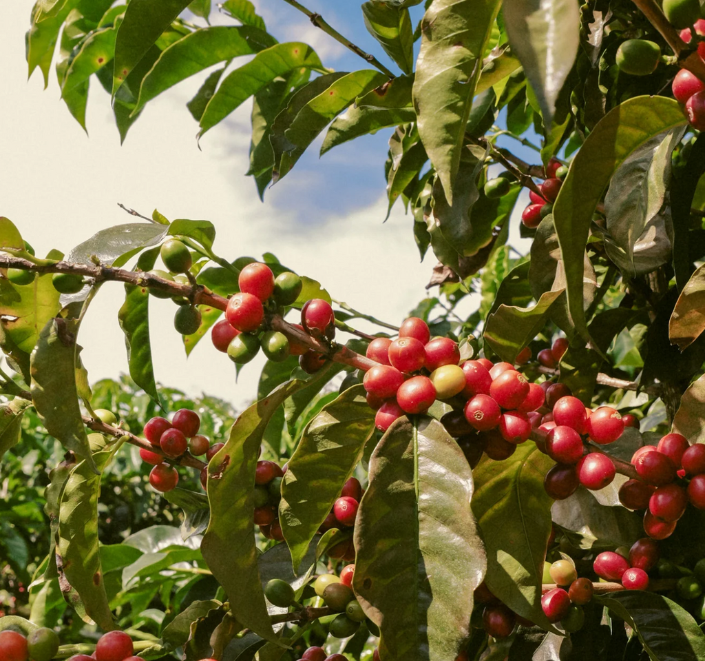POMA® Coffee Research - MUTHUAINI DOMESTIC VARIETIES